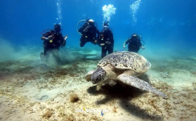 Marsa Alam Abu Dabbab Beach Day Trip (Minibus / Bus) - Photo 2