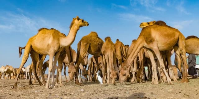 Wadi El Gemal National Park – Full Day Beach & Nature Tour - Photo 3