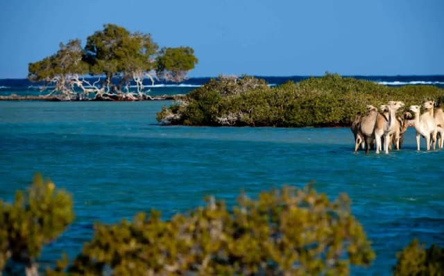 Wadi El Gemal National Park – Full Day Beach & Nature Tour - Photo 4