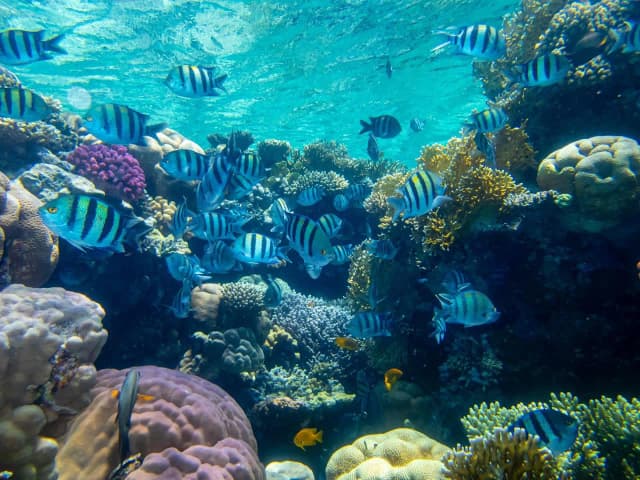 Dolphin House Marsa Alam – Snorkeling & Dolphin Watching Day Trip - Photo 9