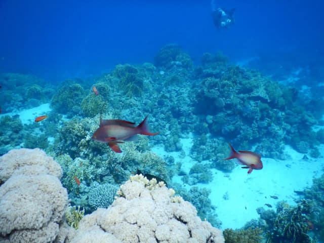 Dolphin House Marsa Alam – Snorkeling & Dolphin Watching Day Trip - Photo 6