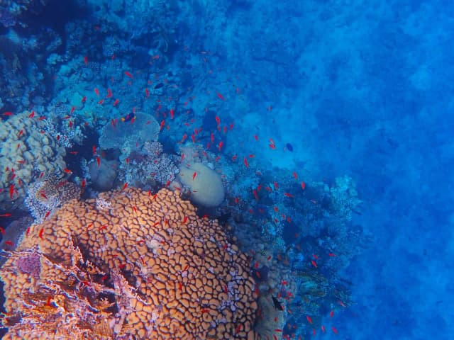 Dolphin House Marsa Alam – Snorkeling & Dolphin Watching Day Trip - Photo 5