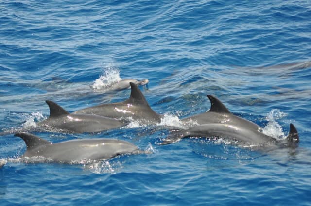 Dolphin House Marsa Alam – Snorkeling & Dolphin Watching Day Trip - Photo 2
