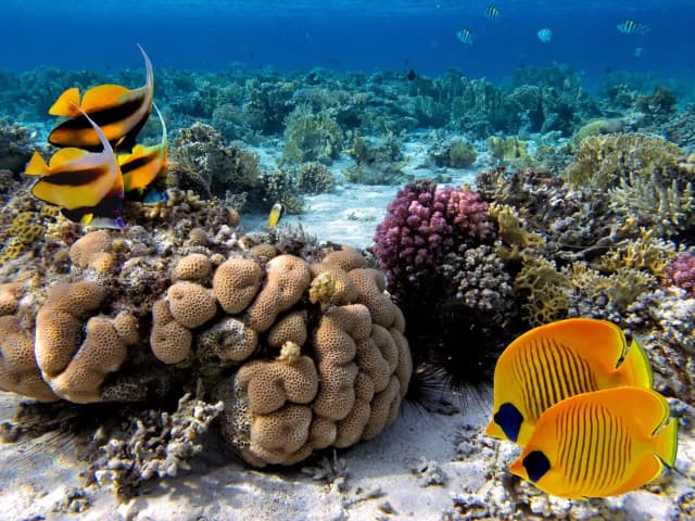 Dolphin House Marsa Alam – Snorkeling & Dolphin Watching Day Trip - Photo 7