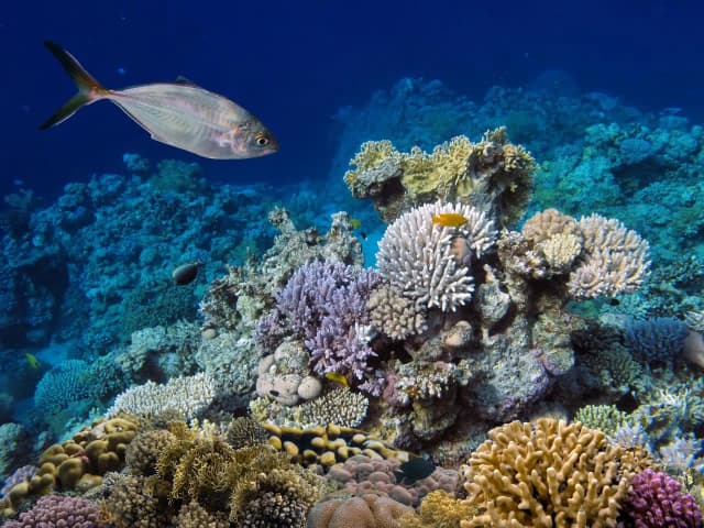 Dolphin House Marsa Alam – Snorkeling & Dolphin Watching Day Trip - Photo 3