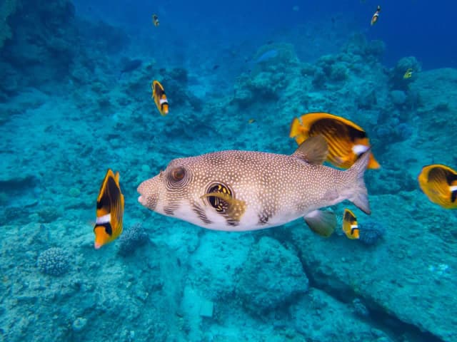 Dolphin House Marsa Alam – Snorkeling & Dolphin Watching Day Trip - Photo 8