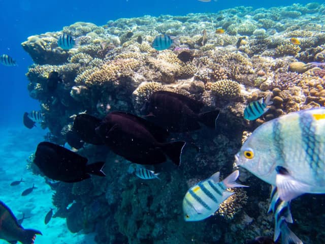 Dolphin House Marsa Alam – Snorkeling & Dolphin Watching Day Trip - Photo 10