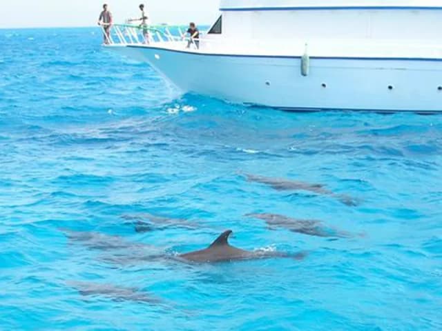 Dolphin House Snorkeling Tour from Hurghada - Photo 2