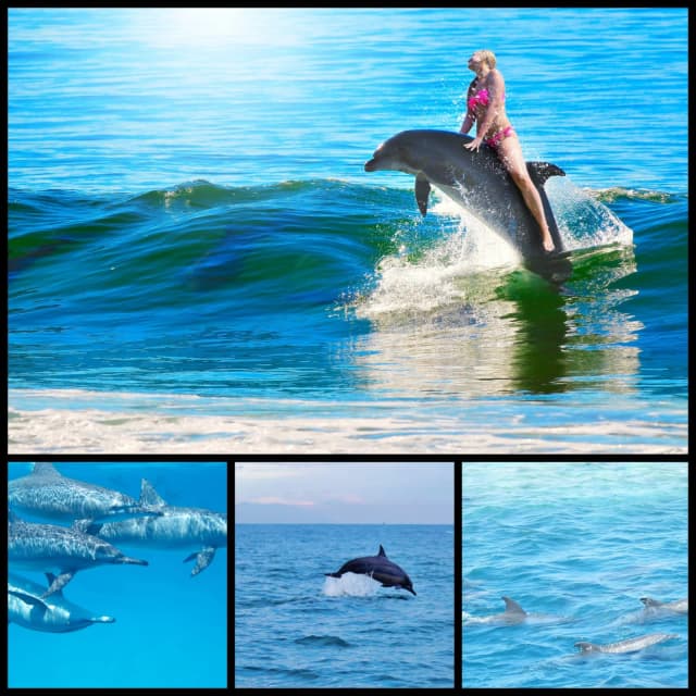 Dolphin House Snorkeling Tour from Hurghada - Photo 5