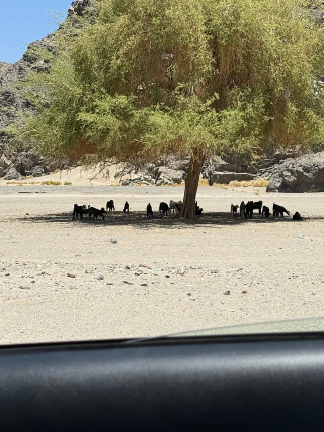 Wadi El Gemal National Park – Full Day Beach & Nature Tour - Photo 5